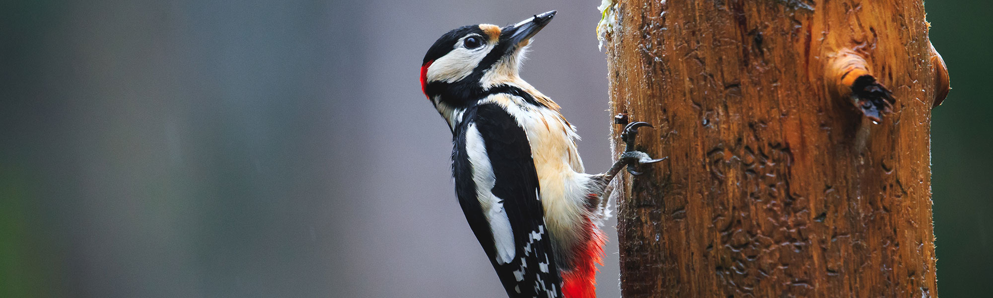 Widowlution & Woodpeckers
